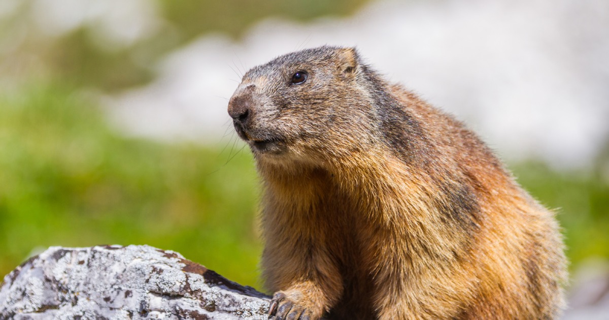 Vikenty the marmot woke up earlier than usual in the Kyiv region: what does this mean