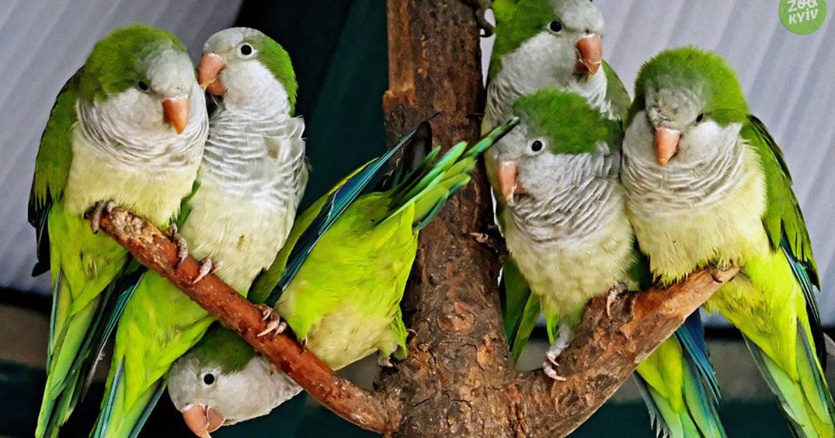 In the Kyiv Zoo, they showed the “new home” of monk parrots.  PHOTO