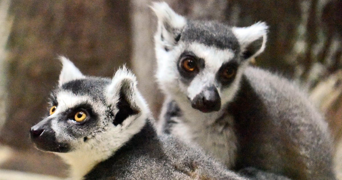 There was a contusion and burns: the Kyiv Zoo told the story of the rescue of a pair of lemurs from Kherson.  PHOTO