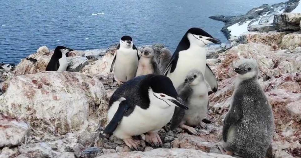 Ukrainian polar explorers showed Antarctic penguins and their babies up close.  VIDEO