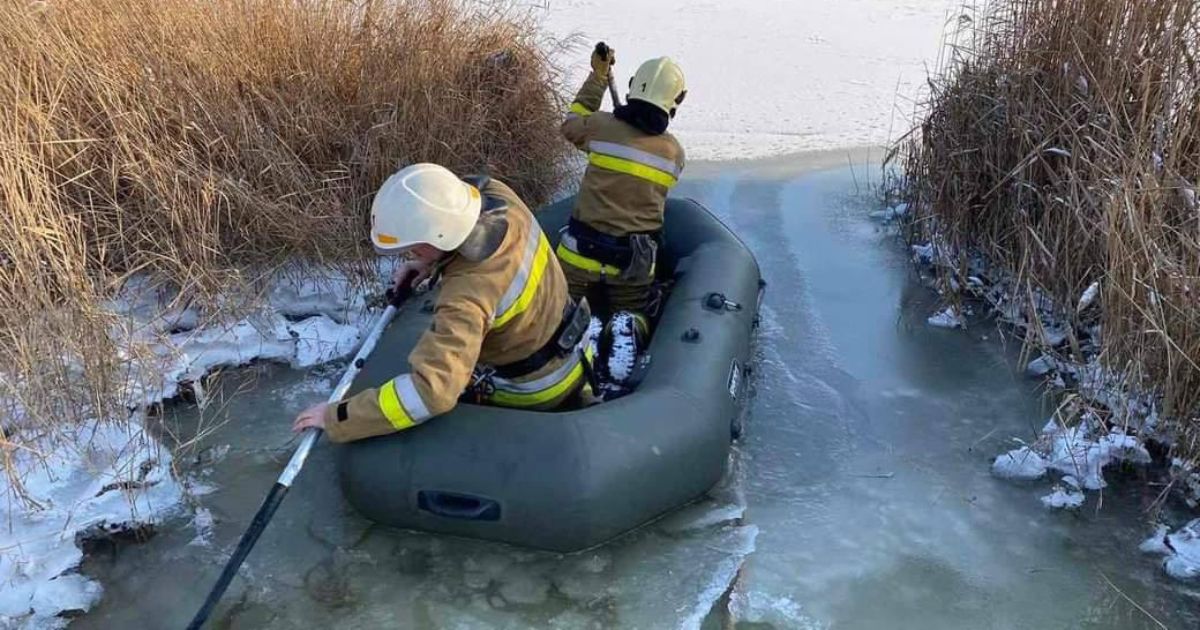 In Mykolaiv, rescuers pulled out a dog that fell under the ice from the river