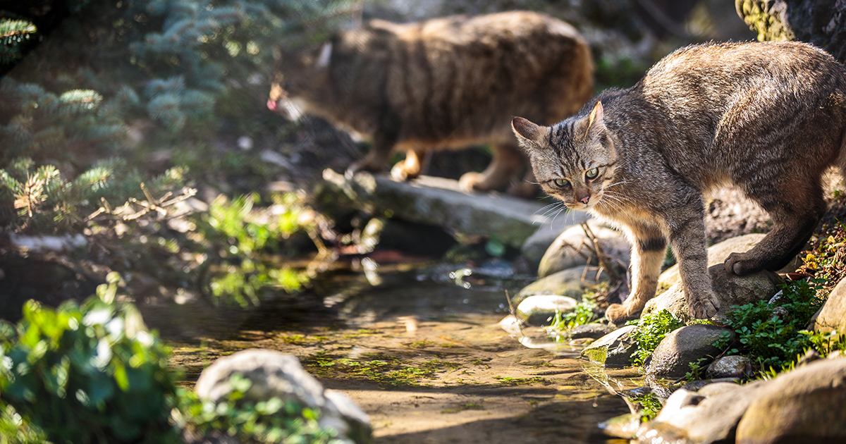 After decades of interbreeding: how geneticists are saving Scottish wildcats from extinction