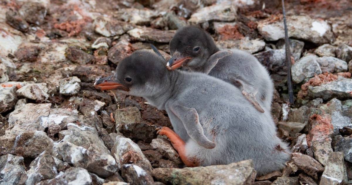 The first penguins hatched near “Vernadsky”: polar explorers are waiting for a baby boom