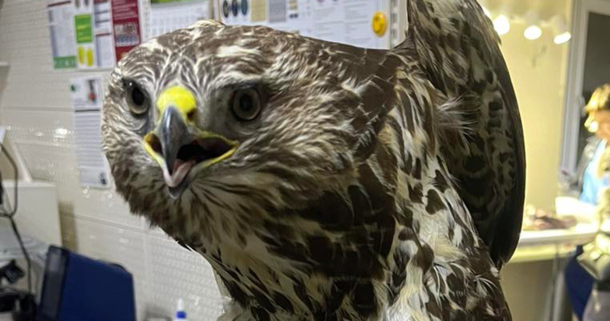 Skull and leg injury: Boryspil police officers rescued a buzzard bird of prey.  PHOTO