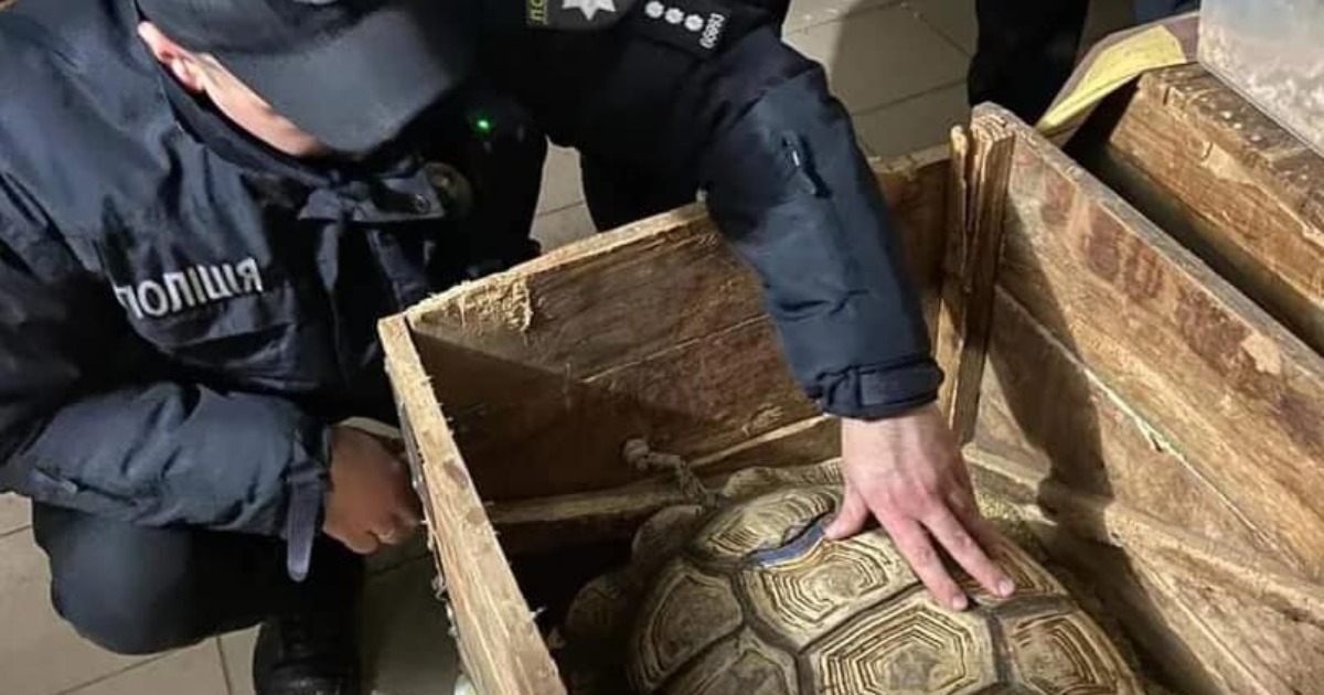 In the Khmelnytskyi region, the police seized half a hundred turtles from the organizers of an illegal exhibition.  PHOTO
