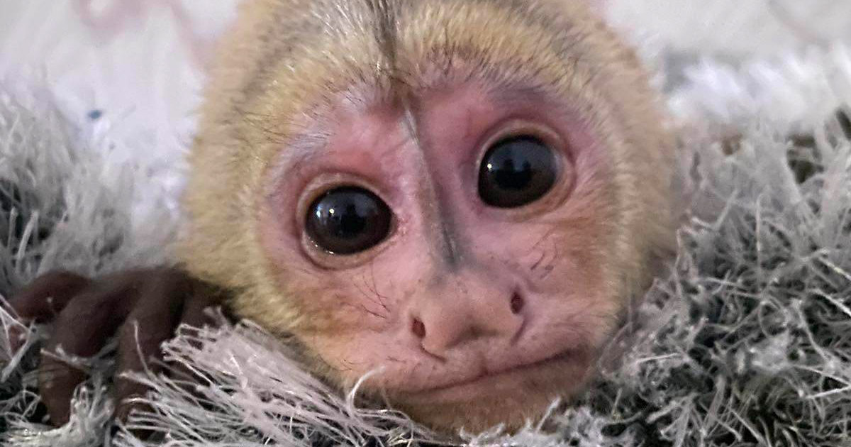 In Lutsk, zoo workers nursed a monkey that had been abandoned by its mother.  PHOTO