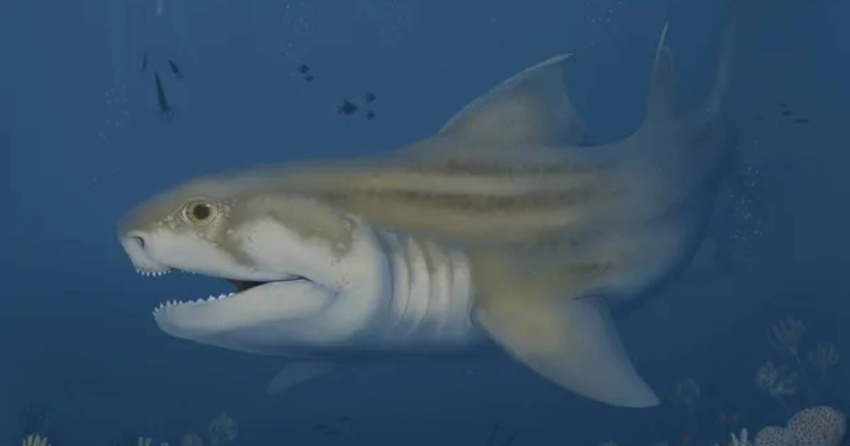 A “cemetery” of sharks was found in the Mammoth Cave: two new species were identified among them