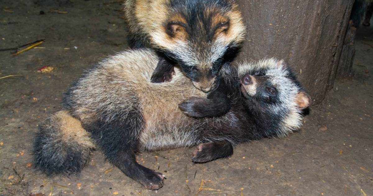 Raccoon dogs may be involved in the emergence of COVID-19 – research