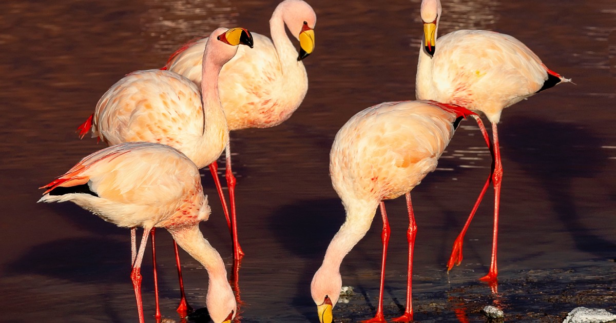 In Argentina, 220 flamingos died due to an outbreak of bird flu