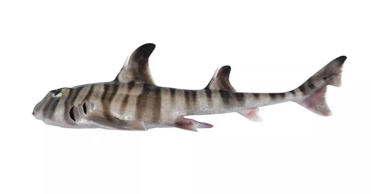 A new species of shark with human-like teeth has been discovered in Australia