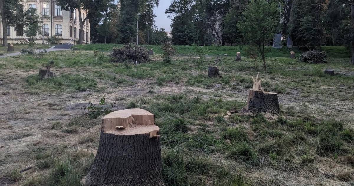 Part of the trees were cut down in the KPI park: the institution is talking about the beginning of reconstruction