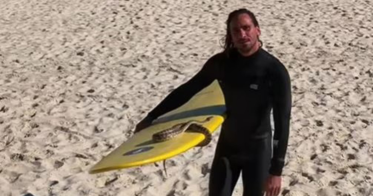 An Australian was fined 1.5 thousand dollars for surfing with a python