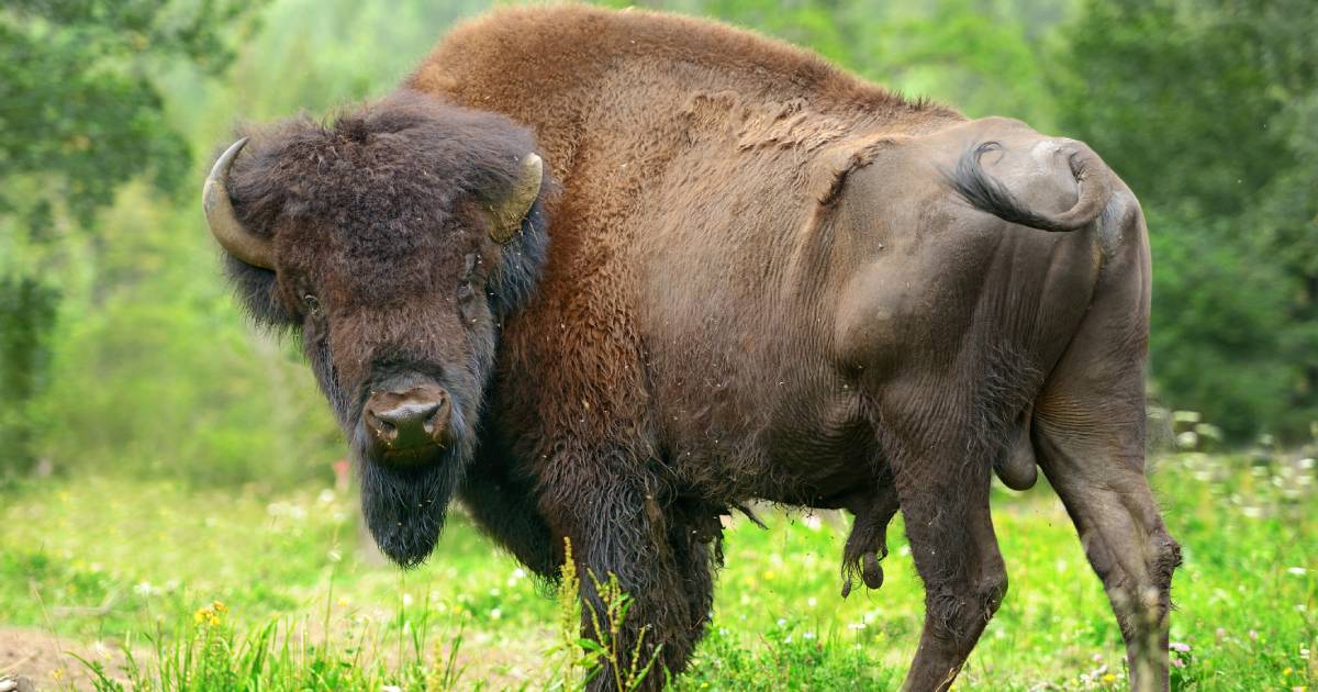 “The bullet went through”: in Volyn, a dead bison was found in the forest