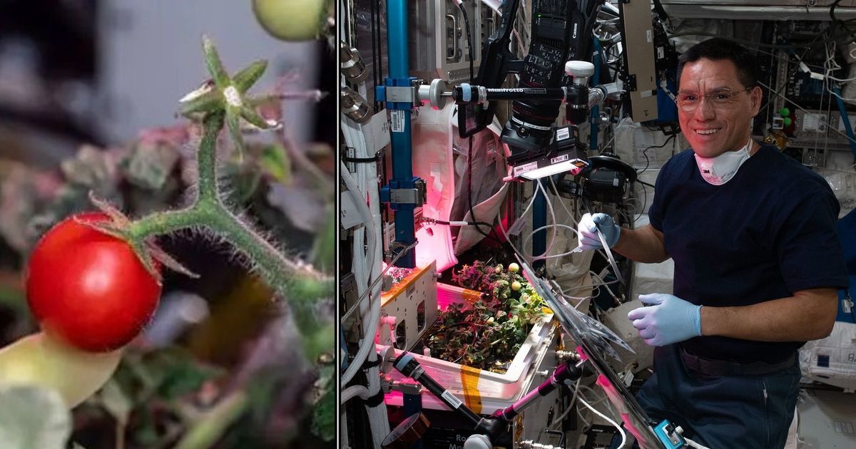 Astronauts from the ISS found a lost tomato that had been in space for eight months