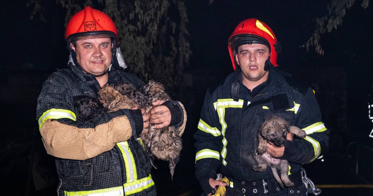 In Khmelnytskyi, rescuers took out 6 puppies from the restaurant where the fire happened.  VIDEO