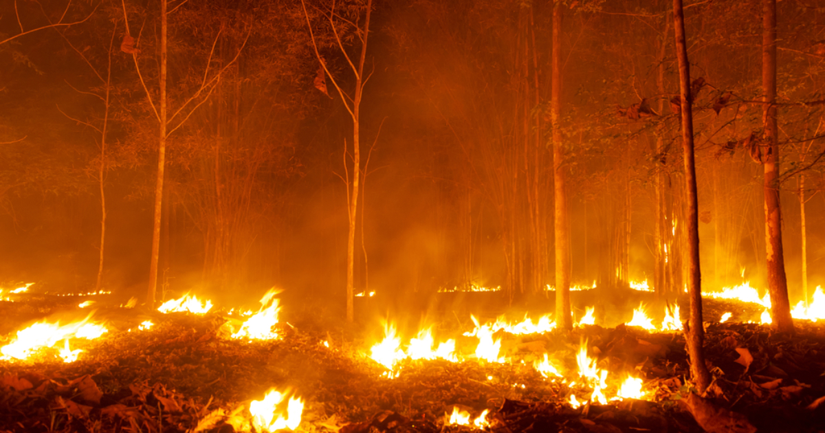 In Volyn, a man who burned 14 hectares of forest was sentenced to 6 years in prison