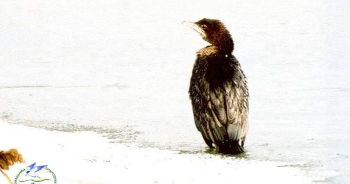 For the first time, the National Park “Tuzlivski lymani” became a shelter for the wintering of red-listed small cormorants