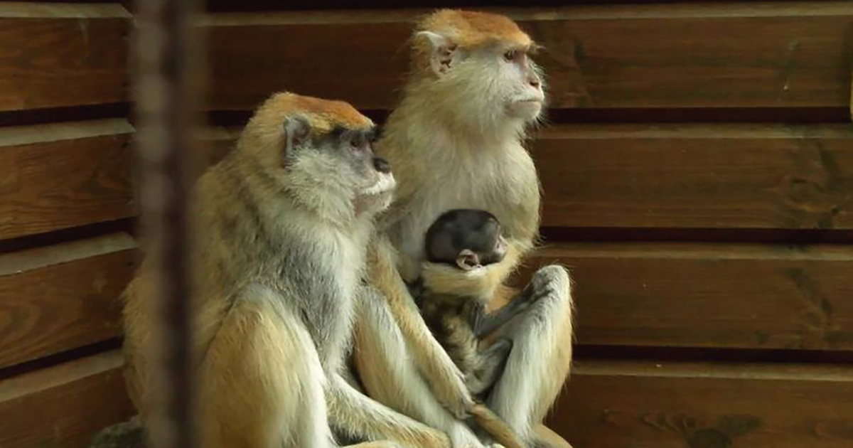 A monkey was born in Lutsk Zoo.  PHOTO