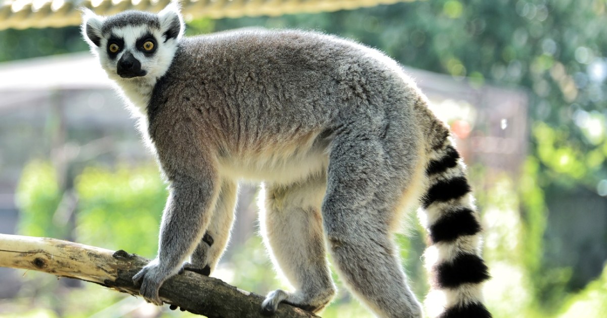 With Javelina and Bayraktar: lemurs in the Kyiv Zoo have returned to the “monkey island”.  PHOTO