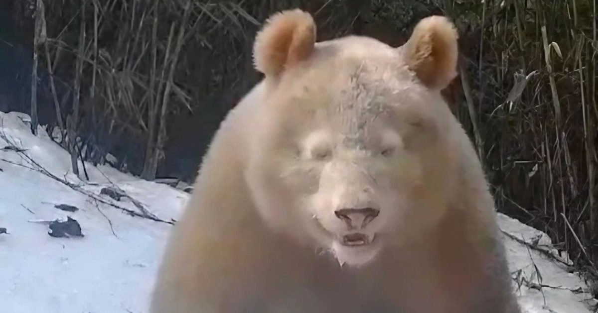 The only one in the world. A unique albino panda was spotted in China