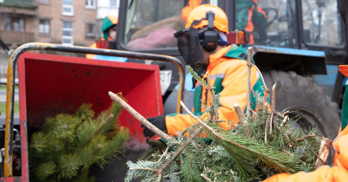 Christmas tree pick-up points will open in Kyiv in January: addresses