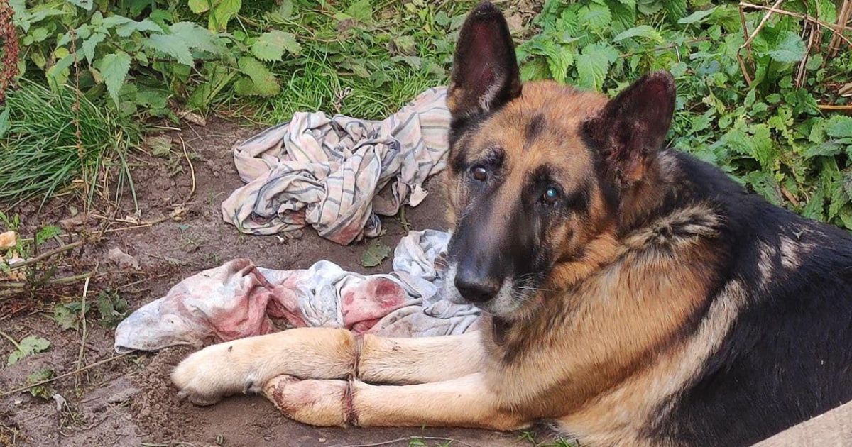 Tied and hung by its paws: in Volyn, a woman mauled her own dog to death