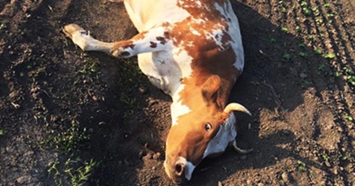 In the Khmelnytskyi region, a court sentenced a man who dragged a pregnant cow behind a tractor