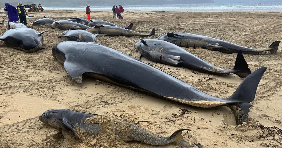 In Scotland, they rescued 55 pilot whales that washed ashore.  Only one survived