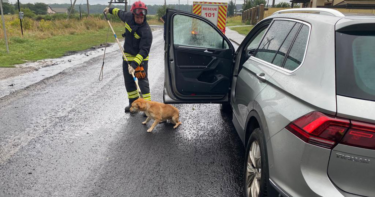 In Volyn, a dog was frightened by a thunderstorm and climbed into a stranger’s car: rescuers helped