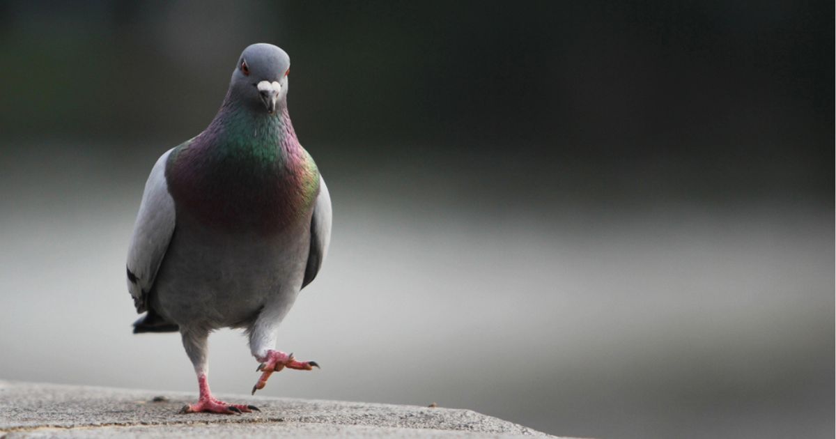 In India, a pigeon suspected of espionage was released