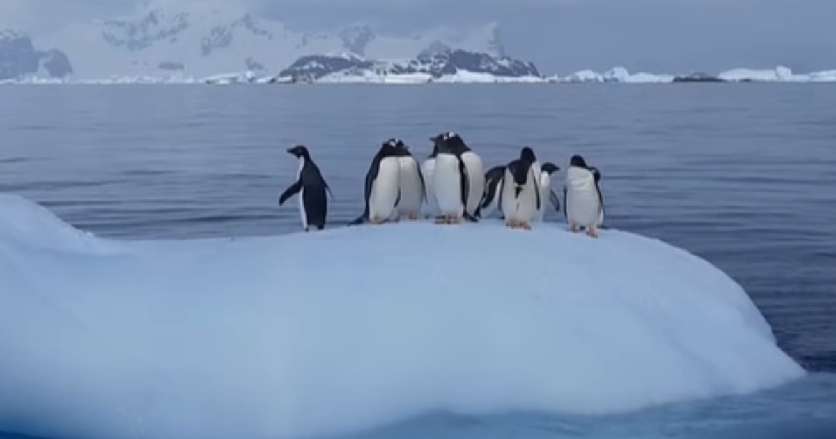 “Penguin hangout”: polar explorers showed an iceberg-swing for birds.  VIDEO