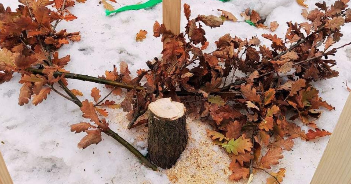 Kyiv police opened a case on the destruction of an oak tree planted in memory of the deceased Roman Ratushny
