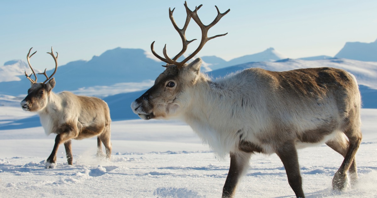 Reindeer can sleep and eat at the same time – study