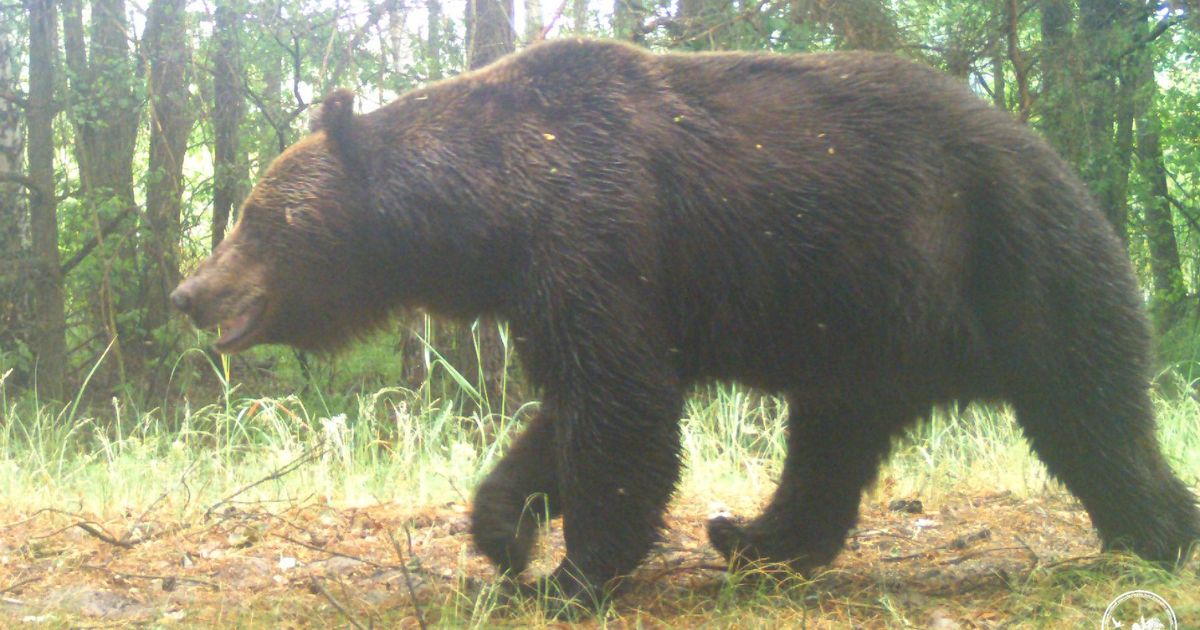 A photo trap caught a brown bear in the Chernobyl reserve