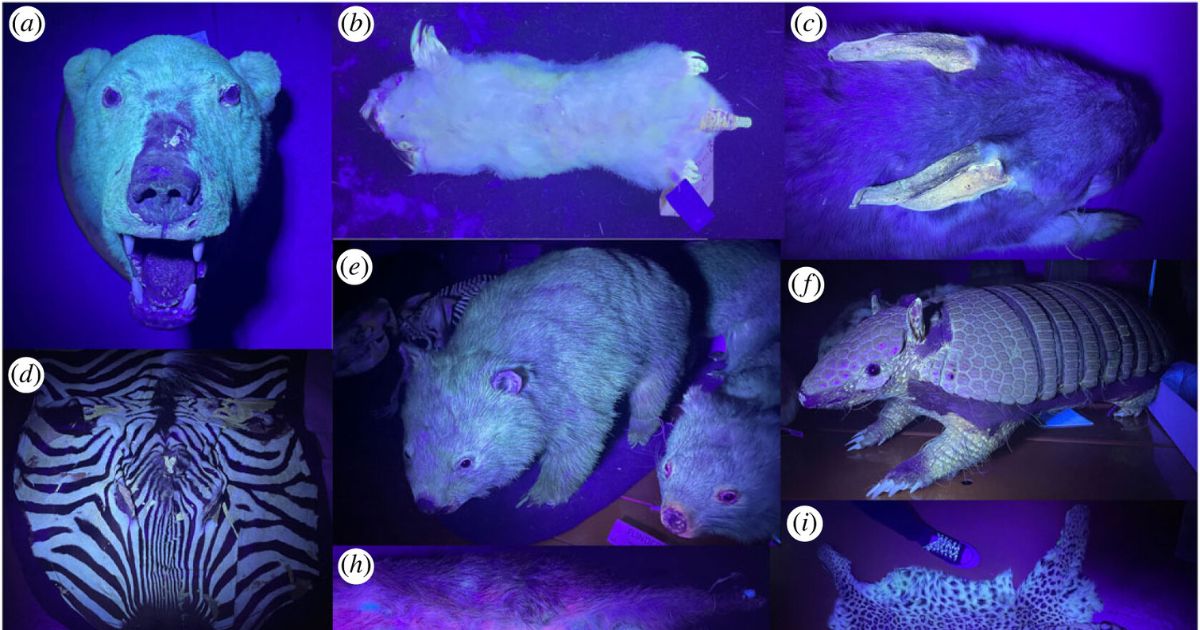 Cat, polar bear and fox: scientists discovered 125 new species of mammals that glow under ultraviolet light