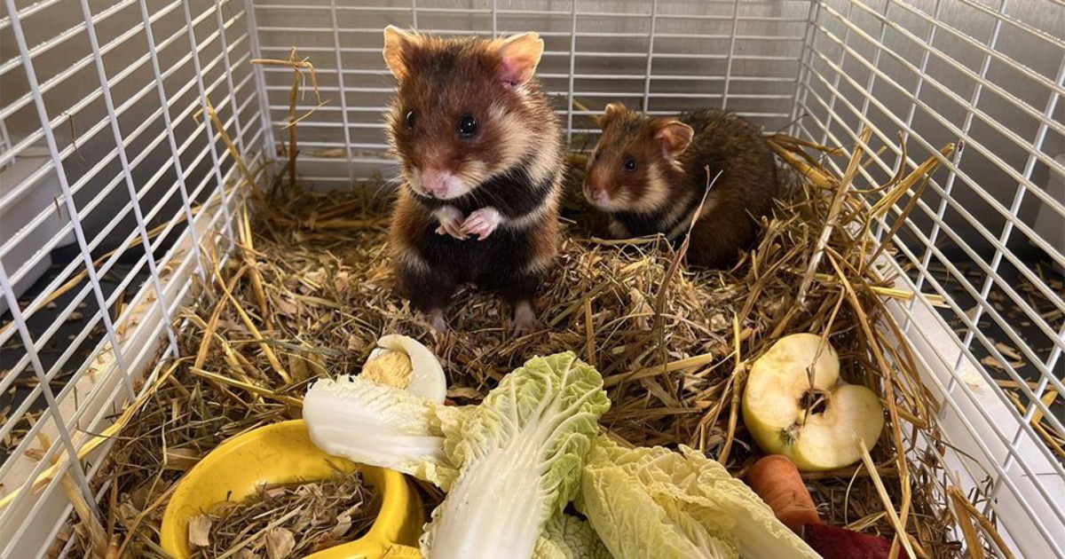 Already saved 15 red book furry animals: how the Wild Hamster Rescue Center works