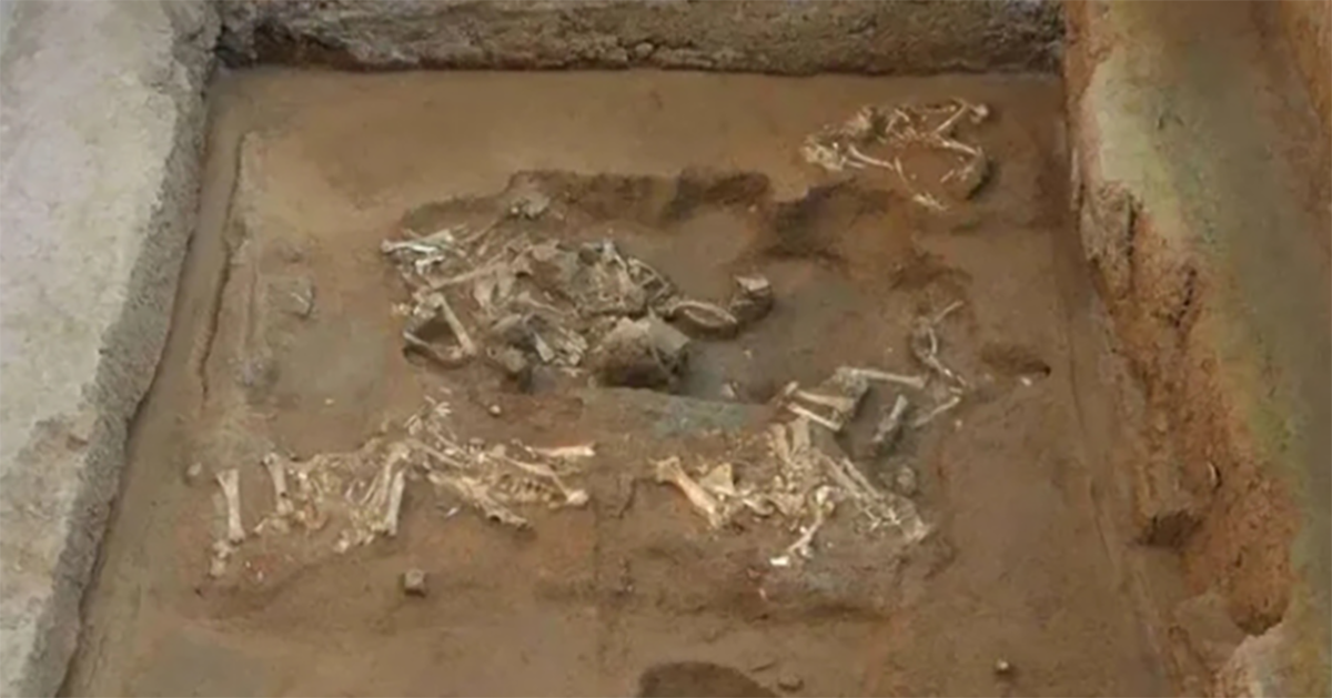 In China, near the remains of the Terracotta Army, scientists found fragments of a chariot pulled by sheep