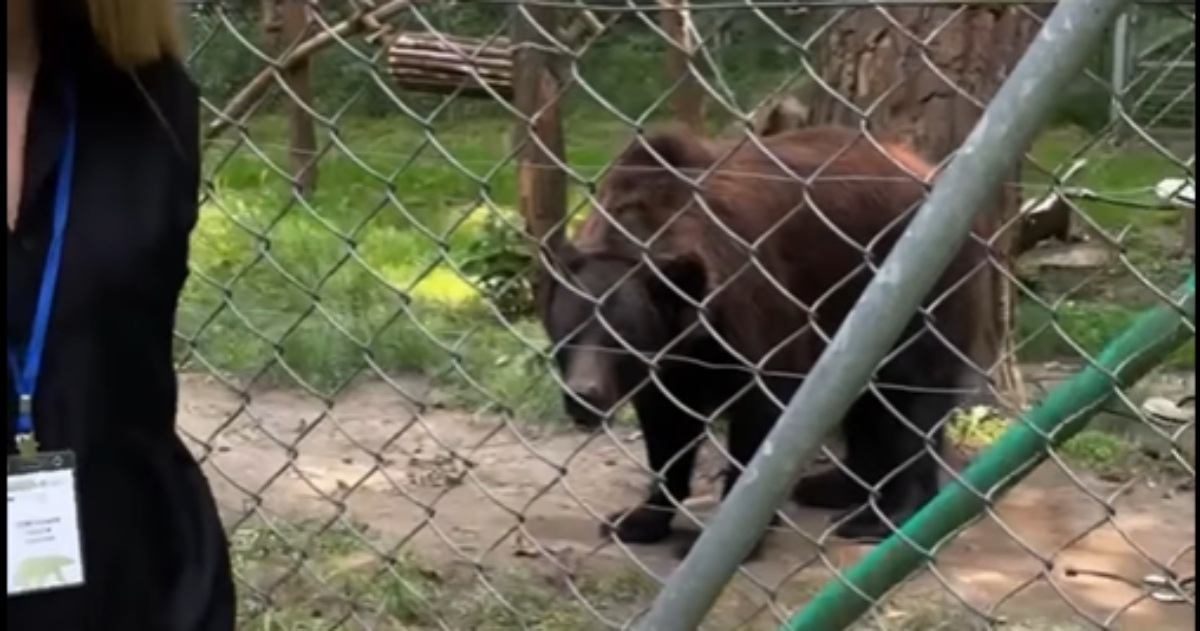 The story of the rescue of the bear Mashuta, who lived on the “herb” for 15 years