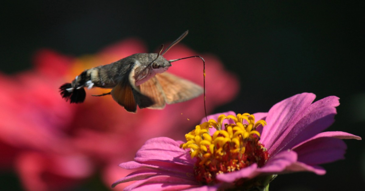 Air pollution makes flowers less attractive to pollinating insects – scientists