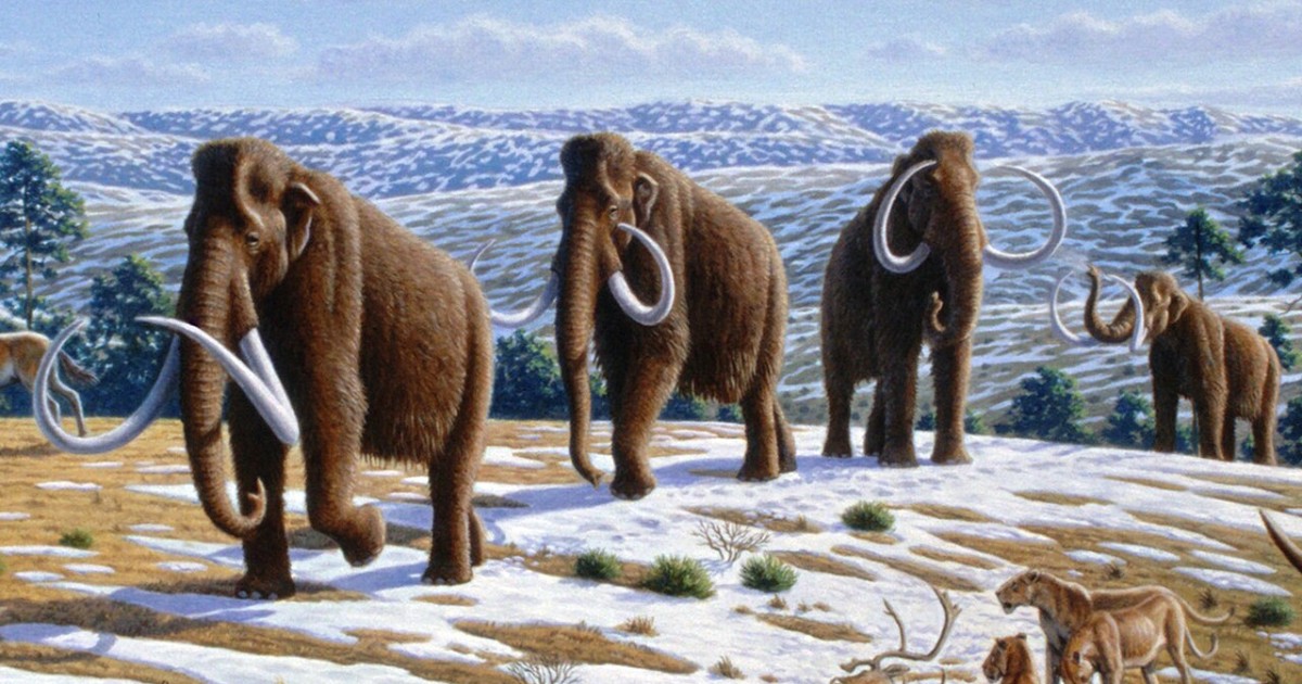 Scientists want to “revive” the extinct woolly mammoth.  And elephants can help