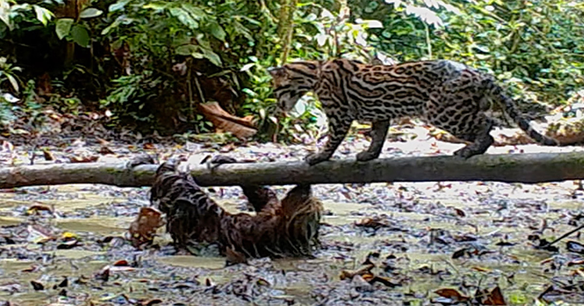 A camera caught rare footage of a sloth fighting off an ocelot.  VIDEO