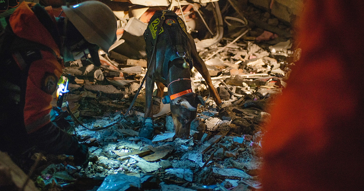 Searching for people in man-made rubble: the four-legged worker Hanna was shown at the State Emergency Service.  PHOTO