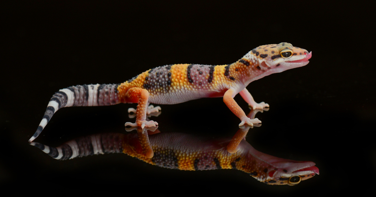 In honor of my grandmother.  In the USA, scientists found the ancestor of geckos and gave him an unusual name