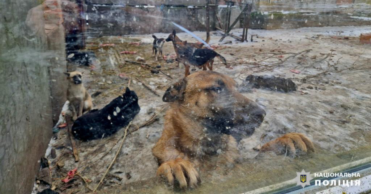 “Cold and malnourished goats”: a shelter for dogs in the Kyiv region is suspected of animal cruelty