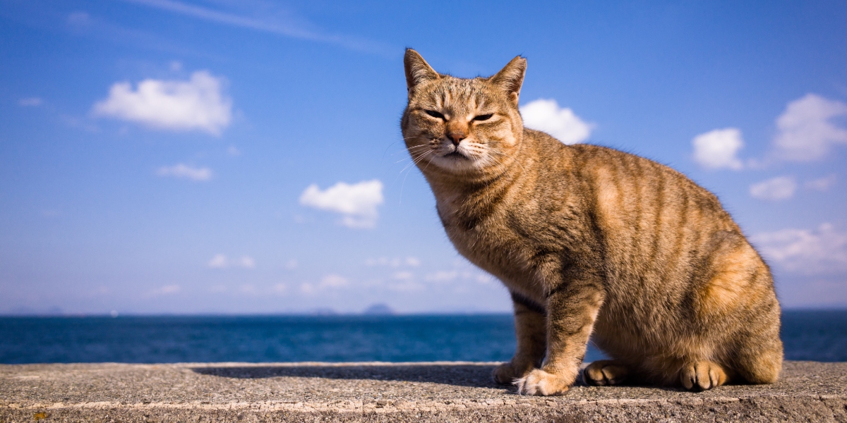 Island of dead cats.  In Cyprus, pets will receive human medicine to fight COVID-19