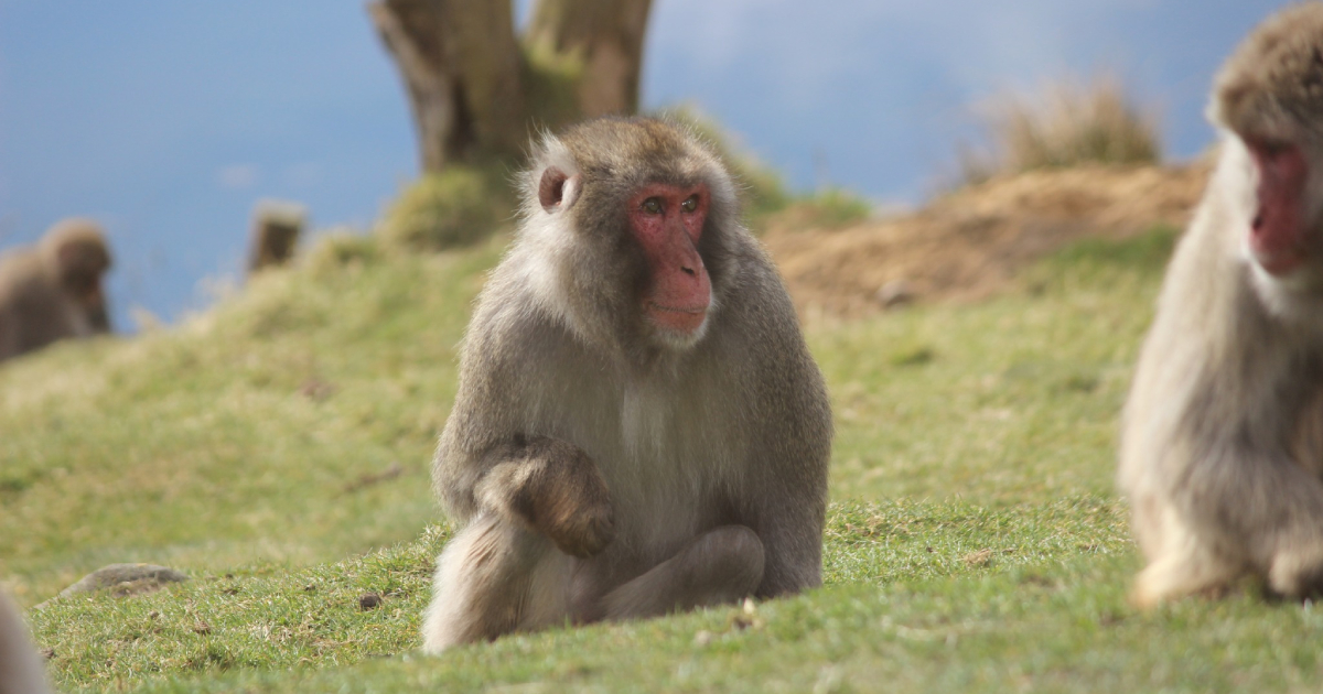 Tired of the breeding season: a male Japanese macaque escaped from an eco-park in Scotland