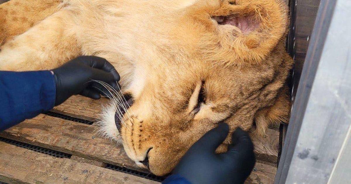 The female can’t stand her feet: animal rights activists save sick lions from the Kyiv region.  PHOTO