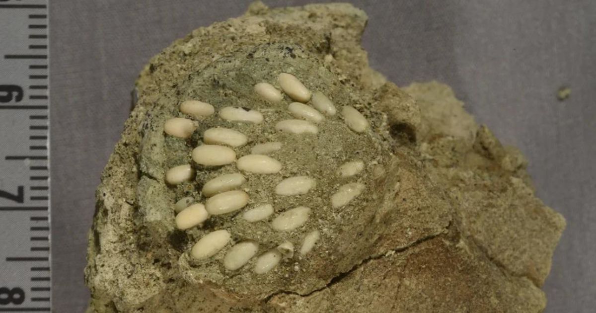 Probably the only one of its kind: scientists have scanned a unique fossil nest 29 million years old