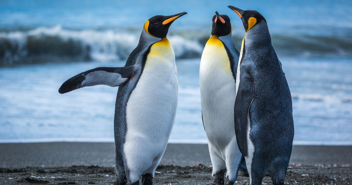 In the Antarctic, the first cases of death of penguins from bird flu were probably discovered