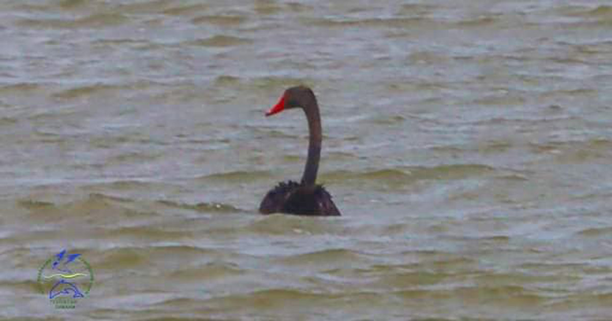 A black swan flew to the Tuzlivski Lymani National Park